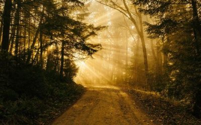 How Can We Walk in God’s Light?